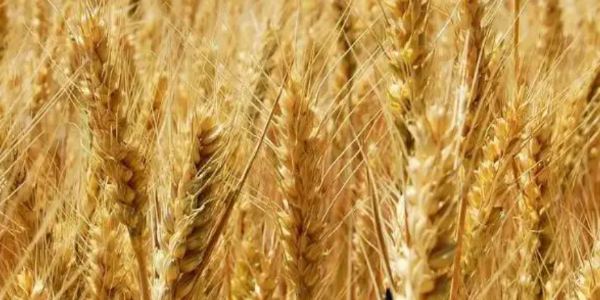 2022-2023農(nóng)業(yè)年俄羅斯糧食出口量或達(dá)5000萬至6000萬噸
