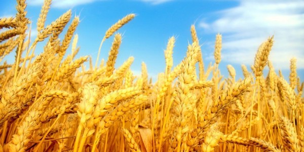 哈薩克斯坦小麥因天氣原因歉收